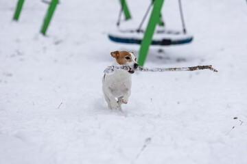 mały piesek bawi się długim patykiem na świeżym śniegu