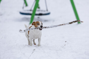 mały piesek bawi się długim patykiem na świeżym śniegu