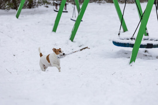 mały piesek bawi się długim patykiem na świeżym śniegu