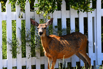 Deer Helps Itself to Green Apples