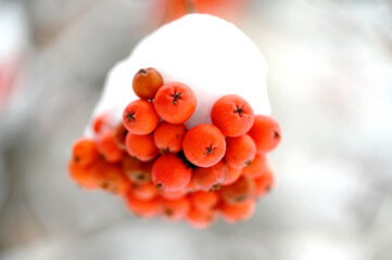 bunch of orange Rowan berries hanging on stems from tree branch in winter scene. snow piling up on top. soft blurred background. season specific image. selective focus. 