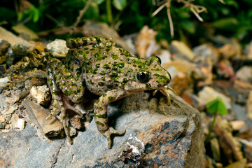 Portugiesischer Schlammtaucher // Lusitanian parsley frog  (Pelodytes atlanticus) - Carrapateira, Portugal