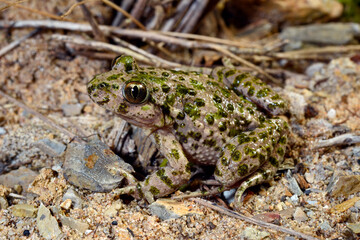 Sapinho-de-verrugas-verdes-lusit&acirc;nico // Portugiesischer Schlammtaucher (Pelodytes atlanticus) - Carrapateira, Portugal