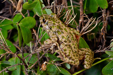 Lusitanian parsley frog // Portugiesischer Schlammtaucher (Pelodytes atlanticus) - Carrapateira, Portugal