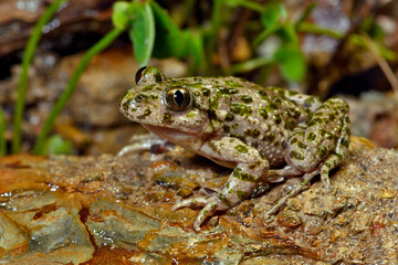 Lusitanian parsley frog // Portugiesischer Schlammtaucher (Pelodytes atlanticus) - Carrapateira, Portugal