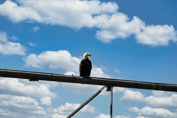 Eagle Watches From Irrigation Sprinkler