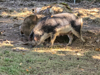 Mangalica woolly pig digging in autumn soil