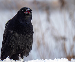 Cawing black crow standing in the snow with an open beak