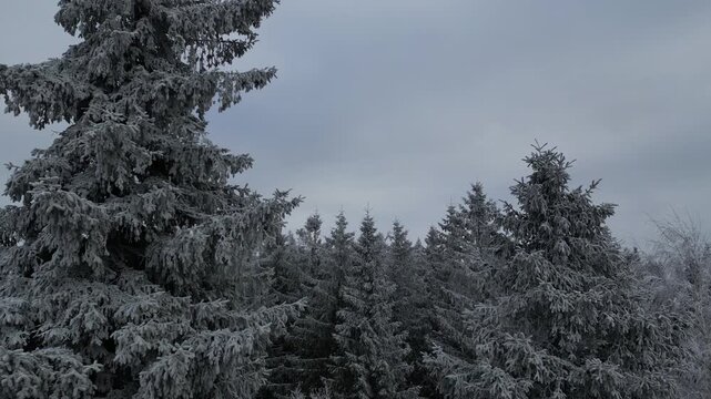 Winter Drone Flight Over Snowy Pine Forest in Thuringian Mountains, Germany, 4K