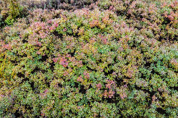 Moorvegetation im Schwarzen Moor, Rh&ouml;n, Bayern, Deutschland