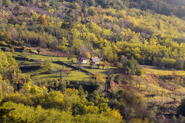 Naklejka premium A small house sits in a field of trees. Georgia.