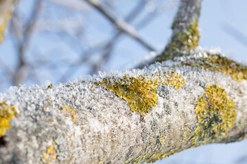 lichen on tree. snow covered branches of a tree. snow covered branches. frost on a tree branch. white frost falls from tree branches against the sky. Frost-covered moss on a tree branch.