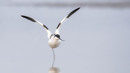 A Pied avocet (Recurvirostra avosetta) bird standing with open wings in a natural wetland environment, Gajoldoba near Jalpaiguri in West Bengal, India.