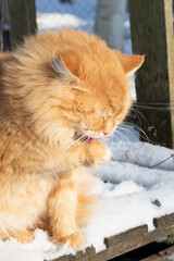 cat in the garden. red cat close-up on a white background. portrait of a red cat on a winter day. red cat close-up on a snow background