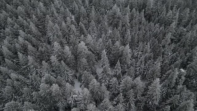 Winter Drone Flight Over Snowy Pine Forest in Thuringian Mountains, Germany, 4K
