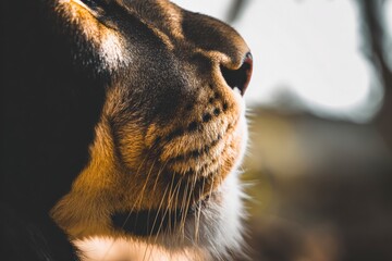 Close-up of a serene cat basking in sunlight, highlighting vivid details of whiskers and fur, enhancing pet photography allure.
