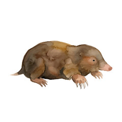 Watercolor-style mole illustration／モグラ