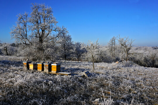 Bienenst&ouml;cke in Streuobstwiese mit Raureif &uuml;berzogen