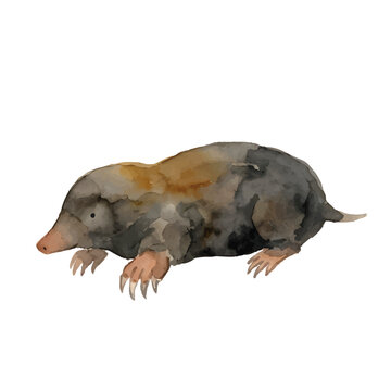 Watercolor-style mole illustration／モグラ