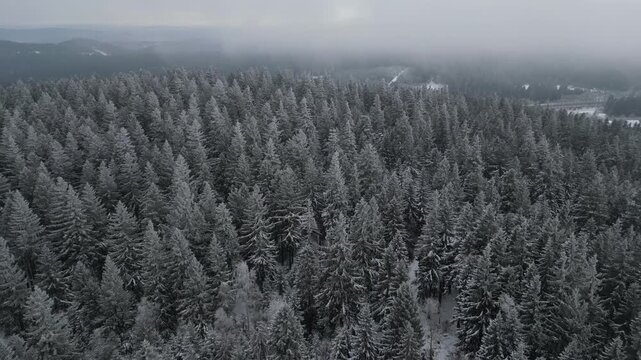 Winter Drone Flight Over Snowy Pine Forest in Thuringian Mountains, Germany, 4K