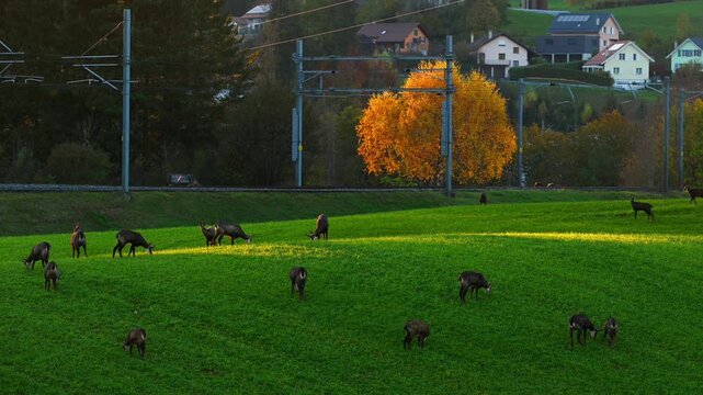 Group of Chamois Grazing in Field at Sunset Near Railway and Village in Switzerland.