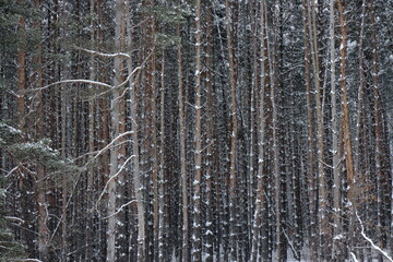 Fototapeta premium Background of trunks of young pines in a winter forest