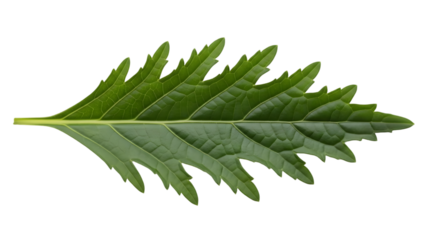A close up view of a single green fern leaf with serrated edges on a black background