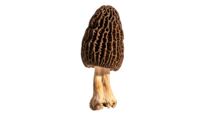 A close up view of a morel mushroom against a black background