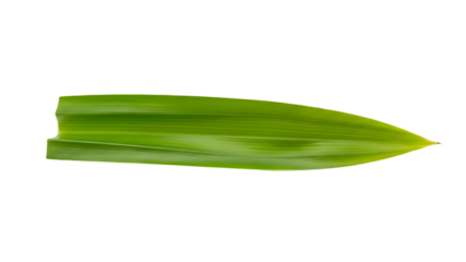 Close up of a vibrant green plant leaf tip on a black background