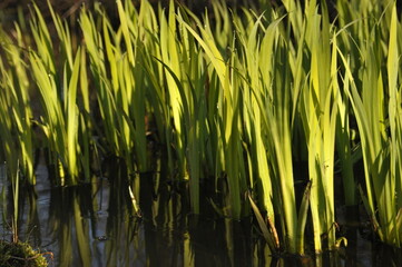 Obraz premium Lush green grass reflecting in calm water in a serene outdoor setting at daylight