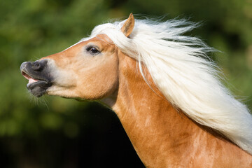 Haflinger Seewind © Julia