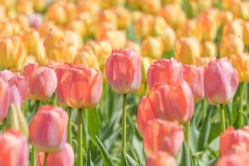 春爛漫のチューリップ畑