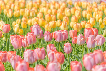 春爛漫のチューリップ畑