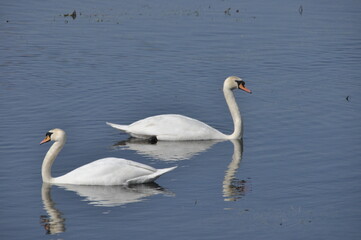 Obraz premium Swans glide peacefully on a calm blue lake during a sunny afternoon in early spring
