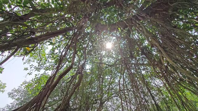Majestic banyan tree with hanging aerial roots
