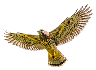 Bird with wings spread wide flying isolated on transparent background