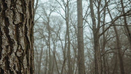 Obraz premium A foggy forest scene with trees and a close-up of a tree trunk with textured bark.