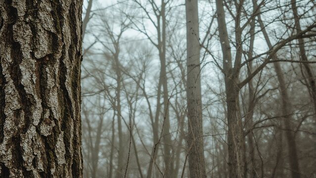 A foggy forest scene with trees and a close-up of a tree trunk with textured bark.