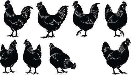 Black Chicken and Rooster Silhouettes Set, Poultry Bird Icons, Hen and Cockerel Vector Graphic Elements for Farm Branding and Livestock Design © Shahin