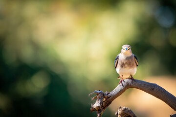 Brown bird perched on tree branch in serene forest, perfect wildlife photography showcasing nature's tranquil beauty and harmony.