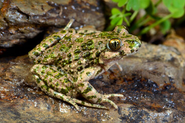 Lusitanian parsley frog // Portugiesischer Schlammtaucher (Pelodytes atlanticus) - Carrapateira, Portugal