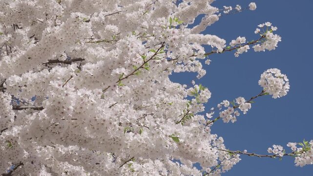 White flower tree. Blooming branch flower and blue sky, springtime. Sakura on Easter. Spring flower. Spring blossom cherry Sakura. Cherry blossom in Sakura garden. Sakura beauty