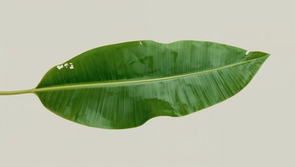 Banana Leaf Close Up Isolated, sustainable lifestyle, plant texture background