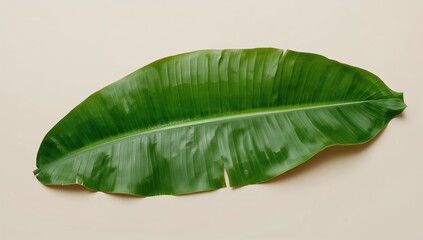 Banana Leaf Isolated on Neutral Background, tropical plant, natural food wrapping concept