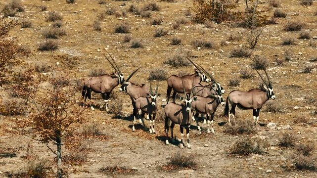 A herd of oryx antelopes roaming freely in the Namib Desert, Namibia. Majestic animals adapted to arid environments, captured in their natural habitat