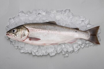 A chilled stillness caught as silver salmon rests proudly atop shimmering crushed ice