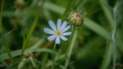 Obraz premium Single blue flower among green grass blades with buds, in a natural outdoor setting.