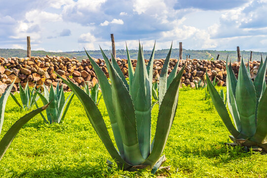 Agave plantation for tequila, mezcal and pulque in Monte Escobedo, Zacatecas