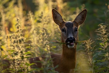 A serene deer in sunlit forest, peacefully grazing amidst lush greenery, showcases wildlife in natural habitat, enhancing eco-tourism appeal.