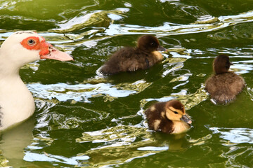 M&atilde;e pata e filhotes no lago do Museu da Rep&uacute;blica - Pal&aacute;cio do Catete - RJ 